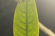 以巨语通讯为主题的现代通讯方式（巨语通讯）